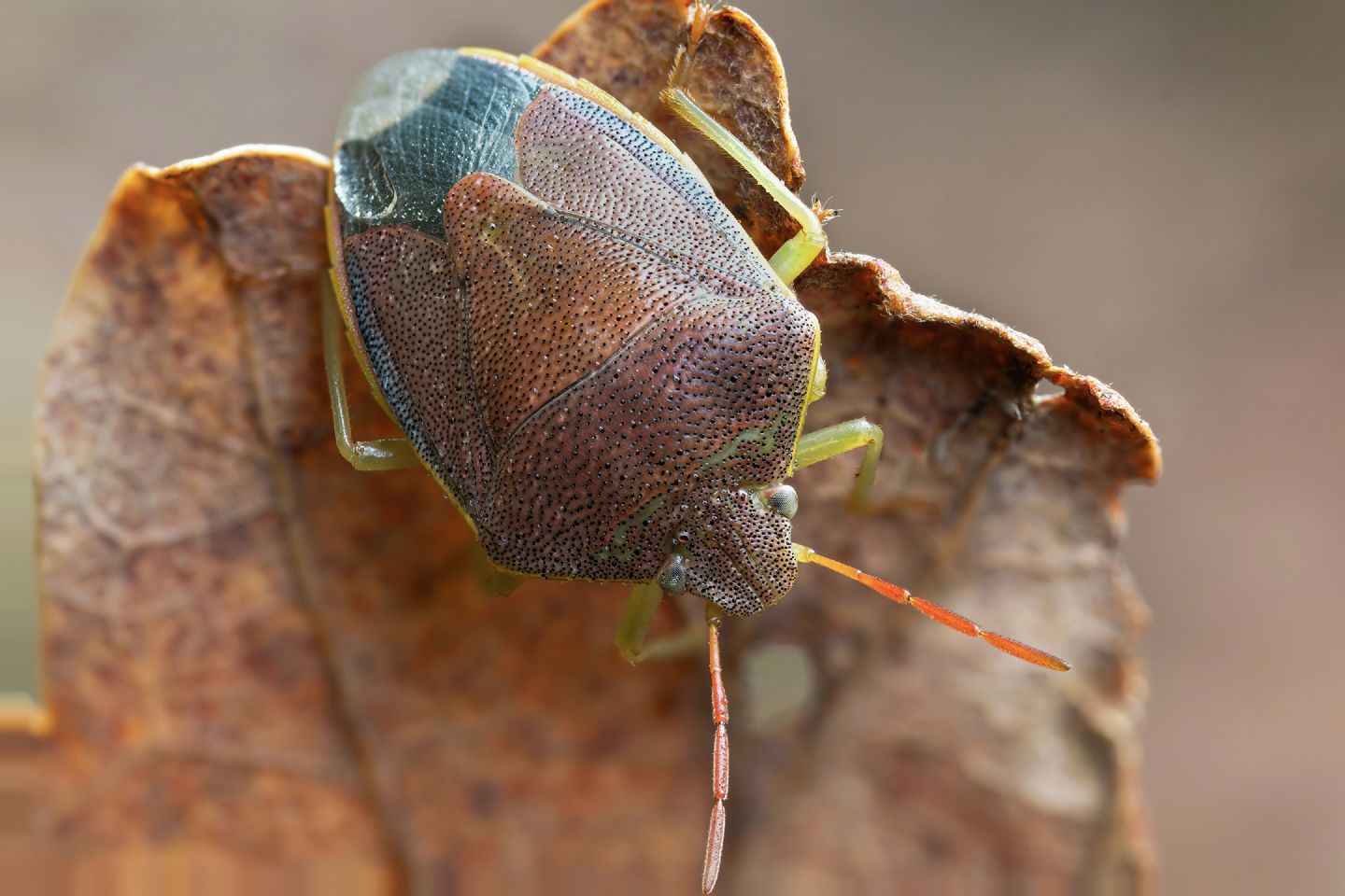 Pentatomidae - Piezodorus lituratus f. liturata